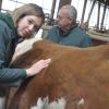 Voll bei der Sache: Dr. Amelie Wiest auf dem Hof von Christian Denninger in Höchstädten beim Abhören einer Kuh mit dem Stetoskop, im Hintergrund ihr Vater Dr. Peter Wiest.