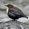 Die Wasseramsel ist der Vogel des Monats Dezember. Der Singvogel kann auch tuachen.