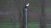 In Geiselwind ist der erste Storch aufgetaucht. Am 4. Januar wurde er gesichtet, tags darauf konnte ihn Bürgermeister Ernst Nickel auf einem Straßenlaternenmast in der Schutzwiesenstraße fotografieren.