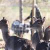 Wer beobachtet da wen? Der Sommerhäuser Tierpark ist auch im Winter ein beliebtes Ausflugsziel.