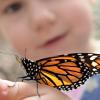 Wie sich Schmetterlinge unterhalten? Ein Vortrag in Marktbreit geht der Frage nach, wie bei Insekten "Gespräche" verlaufen.