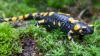 Der Feuersalamander ist Lurch des Jahres 2023.