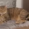 Kater Ferdinand ist am 24. Januar nicht von seinem üblichen Morgenspaziergang zurück gekommen. Wenige Tage später wurde er tot auf dem Grüngutplatz in Reith gefunden, die Umstände sind unklar.