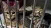 Polizeibeamte holten aus einem Einfamilienhaus in einem Karlstadter Ortsteil mehrere Katzen, Hunde, Vögel und Nager, um sie in die Obhut der umliegenden Tierheime zu geben. (Symbolbild)