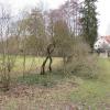 Die Hecke sollte eigentlich nur zurückgeschnitten werden. Unbekannte haben sie ganz abgeschnitten. Die Hecke sollte eigentlich nur zurückgeschnitten werden. Unbekannte haben sie ganz abgeschnitten.