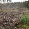 Kahlschlag im Wald war einst tabu, im Gemeindewald von Hollstadt war der rigorose Eingriff oft nicht zu vermeiden. Jetzt sollen die Flächen wieder aufgeforstet werden.