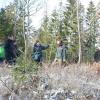 Weil die Aufforstung mit der Zerstörung oftmals nicht Schritt halten kann, vergrasen Flächen, was dann eine Nachpflanzung erschwert, wie Revierleiterin Miriam Sauter den Gemeinderäten bei der Waldbegehung in Hendungen deutlich machte.