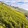 Unser Foto zeigt die Weinlage Würzburger Stein im September 2022.