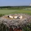 Das Heidenfelder Weißstorchen-Ehepaar Manni und Tine ziehen in diesem Jahr drei Junge groß. Die fünf Wochen alten Tiere wurden vom Schwebheimer Ornithologen Stefan Laubender beringt.