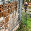 Im Raubtier- und Exotenasyl in Ansbach sind unter anderem Tiger untergebracht. Bundesweit bekommt der Verein wegen seiner Auffangstation Anfragen.