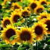 Große Felder voller gelb leuchtender Sonnenblumen begeistern in der Nähe der Gemeinde Niederlauer und dabei strahlen sie mit der Sonne am Firmament um die Wette.