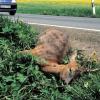Schwer verletzt hat die Polizei ein Reh gefunden, das zwischen Grettstadt und Schwebheim angefahren und liegen gelassen wurde (Symbolfoto). Ein Beamter erlöste das Tier von seinen Qualen mit einem Schuss aus der Dienstwaffe.