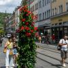 Die neuen Pflanzen in der Kaiserstraße in Würzburg sollen für einen Farbtupfer in der Innenstadt sorgen.