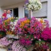 Einen ersten Preis für besonders prächtigen Blumenschmuck erhielt unter anderem das Ehepaar Annegret und Helmut Grieb in der Heidenfelder Straße.