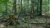 Die Bürgerbewegung "Freunde des Spessarts" fordert mehr Naturwald-Anteil an den Staatswaldflächen im Spessart. (Symbolbild)