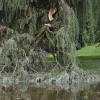 Ein Sturm in der vergangenen Woche hat einen großen Ast der Trauerweide im Kurpark von Bad Neustadt abgerissen.