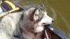 Mara, der Alaskan Malamute eines Ehepaars aus Österreich, starb im Juli 2022 bei Knetzgau.