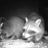 Das hat die Foto-Falle aufgenommen: Hier haben die Waschbären einen Futterbehälter mit gehackten Erdnüssen umgelegt, den Deckel geöffnet und gefressen.