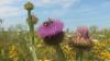 Wildbienen auf einem Feld, das mit dem "Veitshöchheimer Hanfmix" bestellt ist