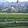 Störche in den Saalewiesen von Bad Neustadt: Festmahl nach der Heuernte