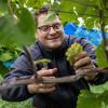 Die ehrenamtlichen Weinbäuerinnen und Weinbauern des Strahlunger Weinbergs (im Bild Bürgermeister Johannes Hümpfner) trafen sich zur Lese am Mönchsberg in Strahlungen.