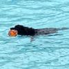 Viele Hunde fühlen sich im Wasser wohl, ins Freibad dürfen sie aber normalerweise nicht.