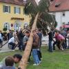 Der Wiesentheider Kirchweihbaum wird diesmal wieder neben der Mauritiuskirche stehen. Im Vorjahr stand er am Marienplatz.