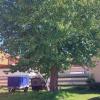 Photovoltaik-Anlage contra Baum: Der Gemeinderat war einstimmig dafür, dem Baum stehen zu lassen.