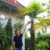 Dreieinhalb Meter misst die chinesische Hanfpalme von Arnold Ress.