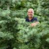 Gärtner Hans Steger inmitten seiner Weihnachtsbäume zum Fest 2023. Leider gestaltet sich die Christbaumproduktion durch Hitze und Trockenheit immer schwieriger. 