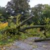 Die Stelle mit der umgestürzten Buche im Würzburger Ringpark am Tag nach dem Unfall.