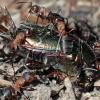 Kahlrückige Waldameisen tragen einen toten Rosenkäfer zum Nest. Kahlrückige Waldameisen tragen einen toten Rosenkäfer zum Nest.