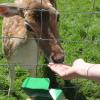 Die Ferienkinder der Offenen Hilfen der Lebenshilfe Main-Spessart durften im Wildpark Haibach die Rehe streicheln und gerne auch füttern.