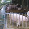 Sauen im Auslauf: In Bad Mergentheim findet am 6. Dezember, um 10 Uhr die jährliche Schweinefachtagung statt.