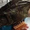 Piranha aus dem Amazonas.