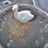 Ein Storch hat das Nest auf dem Dach der Frankentherme in Bad Königshofen besetzt.