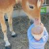 Mit Ruhe und guter Anleitung können Kinder bei den Tieren Vertrauen spüren. Sie erleben beim "Erlebnis Bauernhof" deren Kraft und lernen Verantwortung.