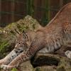 Luma, die neue Bewohnerin des Wildparks an den Eichen in Schweinfurt. Beobachtet hat das Luchsweibchen "beim morgendlichen Yoga" unser Leser Rainer Kiesel, wie er zu seinem Foto schreibt.
