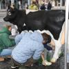 „Wett-Melken“ am oberen Marktplatz. Ein besonderes Spektakel für Jung und Alt.