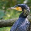 Ein Kormoran im Wildpark Bad Mergentheim - dort ist er gewünscht, am Main jedoch macht er Probleme.