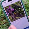 Auf dem Handy-Display ist eine Erdhummel zu sehen.