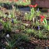 Frisch eingesetzte Blumen im Rahmen des Blühpakt-Projekts in Kreuzwertheim nahe dem Mehrgenerationenplatz. Frisch eingesetzte Blumen im Rahmen des Blühpakt-Projekts in Kreuzwertheim nahe dem Mehrgenerationenplatz.
