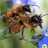 Wildbienen sollen bald auf dem Alten Friedhof in Langenleiten eine Heimat finden.