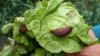 Ein Leser beschwert sich bei dieser Redaktion über das Wetter und die Schnecken, die den Kopfsalat abfressen – ein Brief der etwas anderen Art.