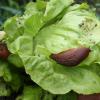 Ein Leser beschwert sich bei dieser Redaktion über das Wetter und die Schnecken, die den Kopfsalat abfressen – ein Brief der etwas anderen Art.
