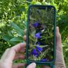 Die Hummel-Challenge startet: Bei dem Mit-Mach-Projekt des Bund Naturschutz und des Thünen-Instituts für Biodiversität kann jede oder jeder Hummeln beobachten und über die App ObsIdentify melden.