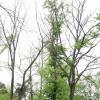 Im Wald der Gemeinde Greußenheim und an vielen anderen Stellen im Landkreis Würzburg prägen vertrocknete Baumkronen und kahle Stellen das Waldbild. Im Wald der Gemeinde Greußenheim und an vielen anderen Stellen im Landkreis Würzburg prägen vertrocknete Baumkronen und kahle Stellen das Waldbild.