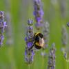 Eine Hummel sucht Nektar an Lavendelblüten auf einem Feld.