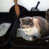 Oben ohne und mit niedriger Einstiegshöhe - es braucht nicht viel fürs perfekte Katzenklo.