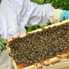 Der Umgang mit Bienen erfordert eine vernünftige Grundausstattung und viel Erfahrung. Diese durften nun Schüler der Mittelschule Maroldsweisach in einem besonderen Projekt sammeln.